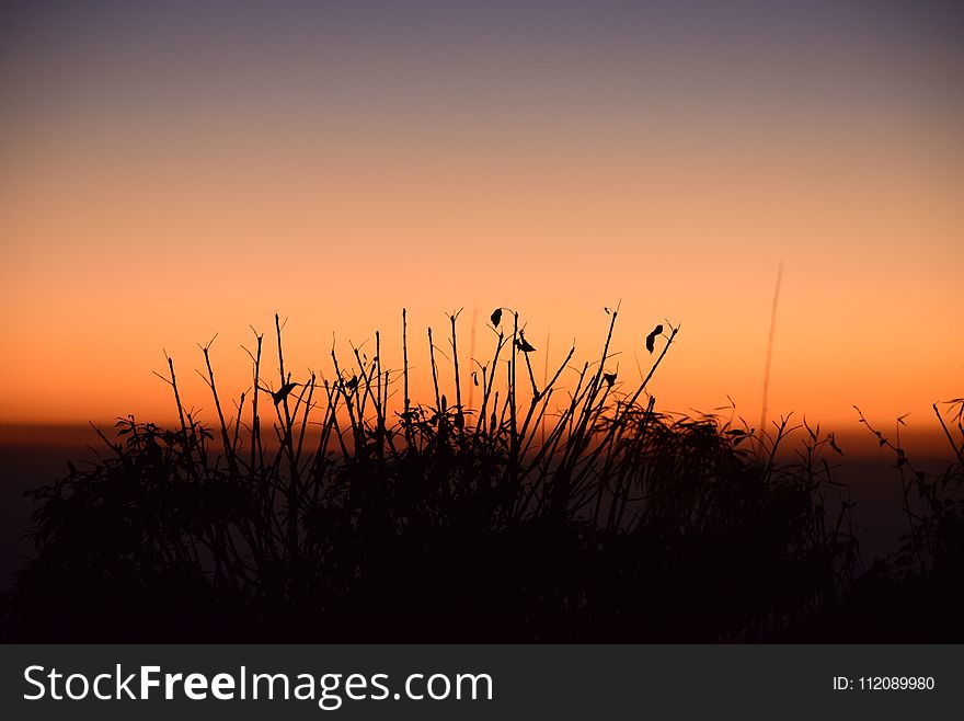 Silhouette Photo Of Grass