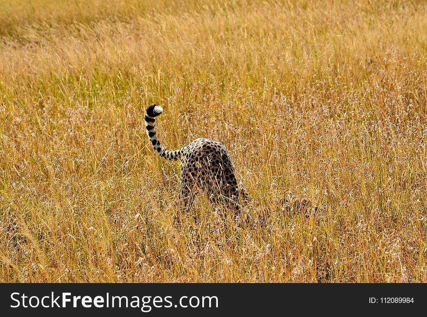 Cheetah On Brown Grass Field Photo