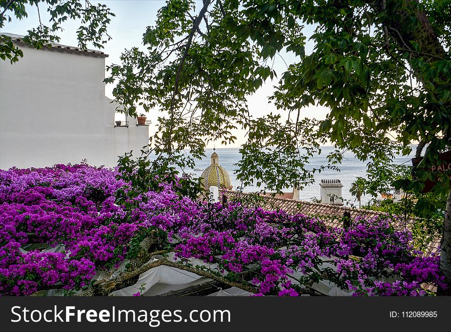 Photography of Purple Flowers