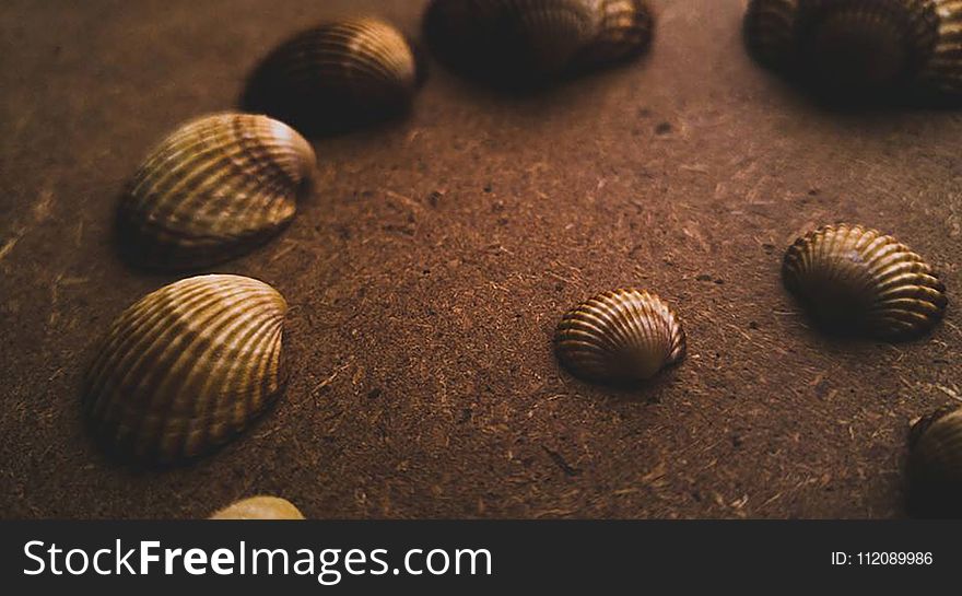 Assorted Seashell on Sand
