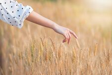 Woman Hand Touching Barley In Summer At Sunset Time Stock Images