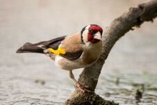 A Goldfinch Carduelis Carduelis Sits Over Water On A Stick Royalty Free Stock Photo