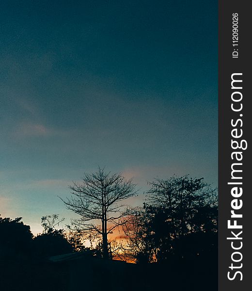 Silhouette Of Lone Tree