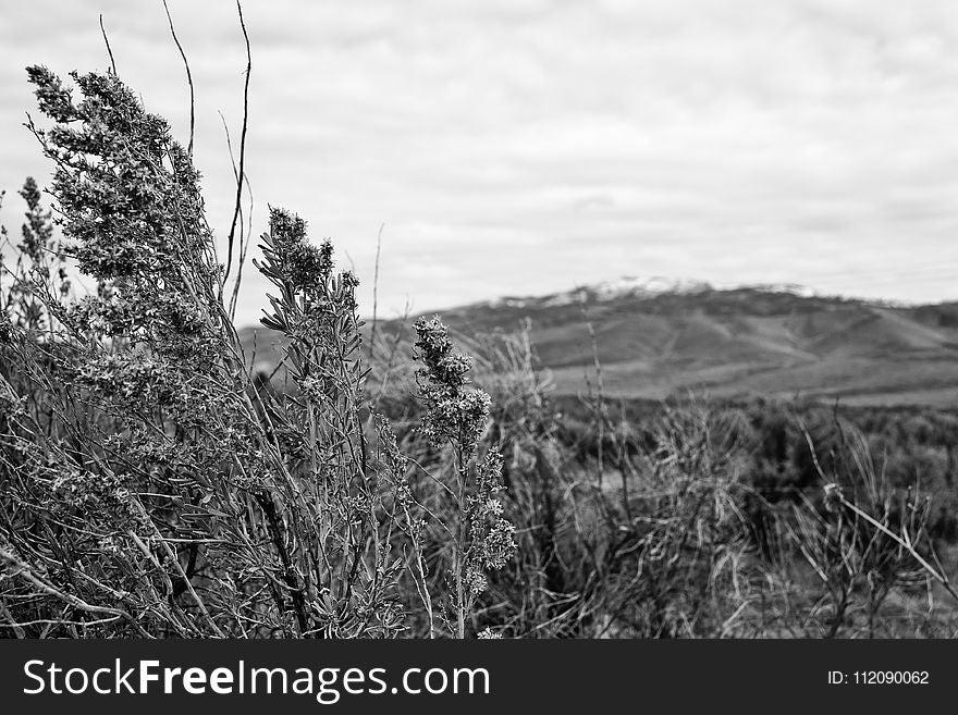 Greyscale Photo Of Grass