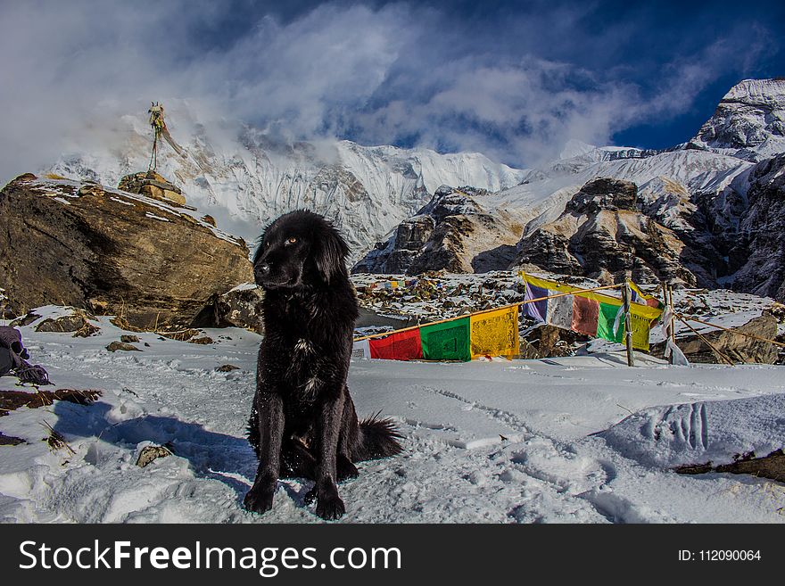 Black Dog On Snowy Mountain