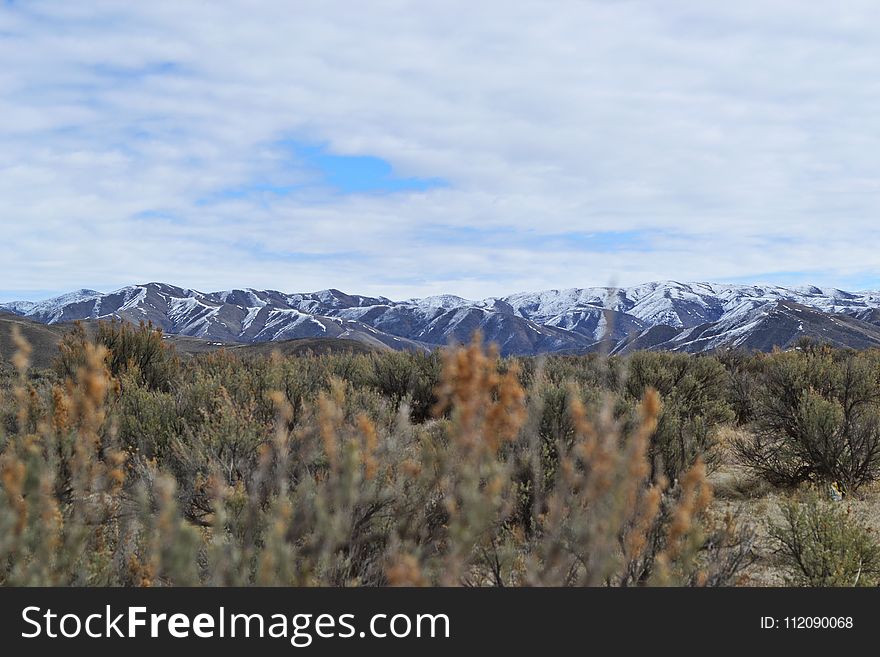 Brown Clustered Flowers Overlooking Mountain Under Cloudy Sky