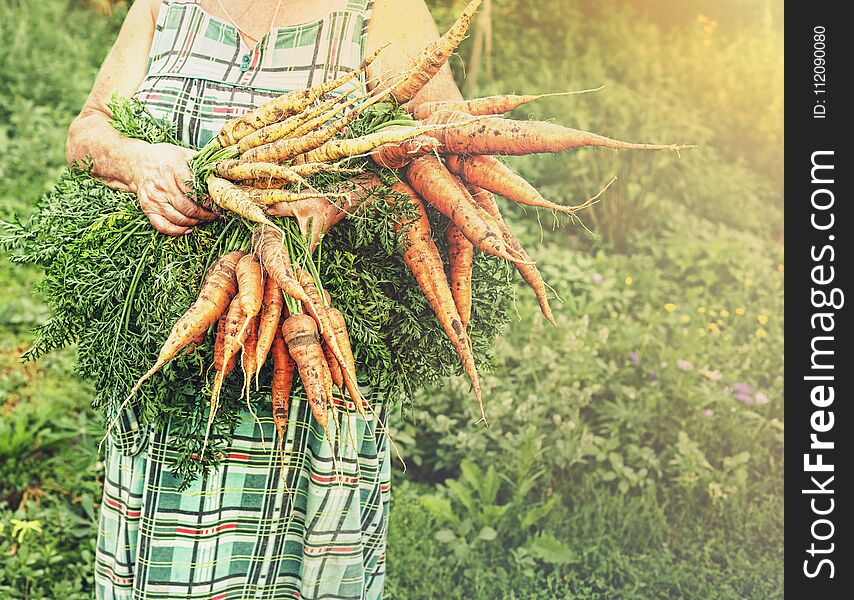 Carrots, Agriculture, Detox, Harvesting, Natural Food, Craft Foo