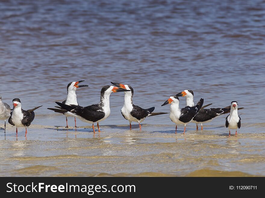 Flock of black skimmers in the sun