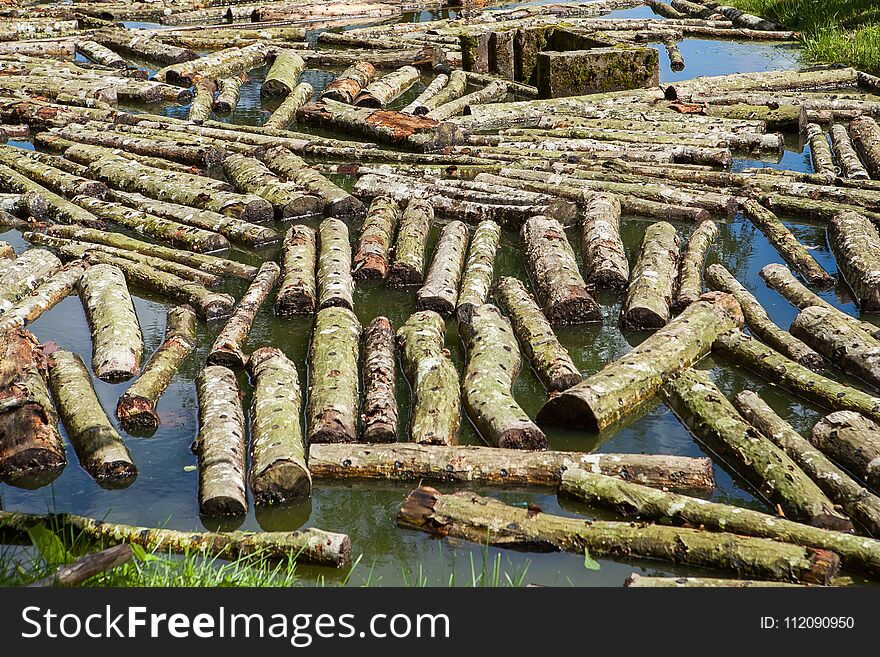 Logs Dipped In Water For Cultivation Of Shiitake Mushrooms