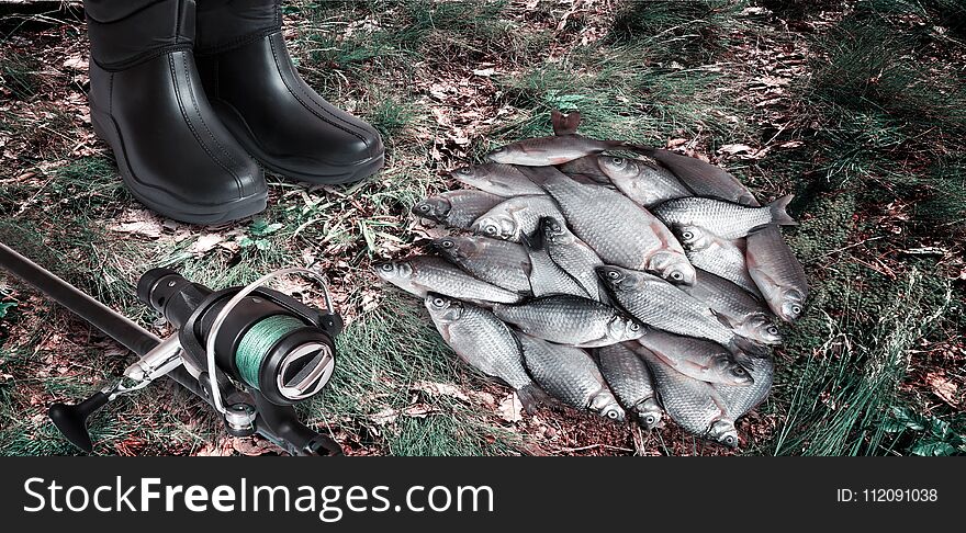 Caught in the river fish lying on the grass, next to spinning and boots. Caught in the river fish lying on the grass, next to spinning and boots.
