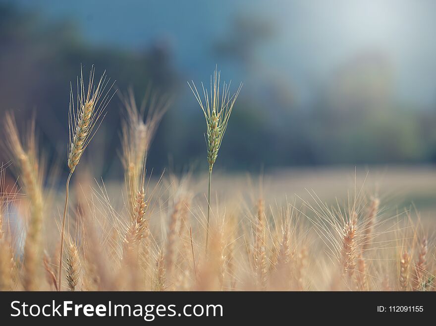 .Beautiful Landscape Of Barley Field In Summer At Sunset Time, Harvest Time Yellow Rice Field In Thailand