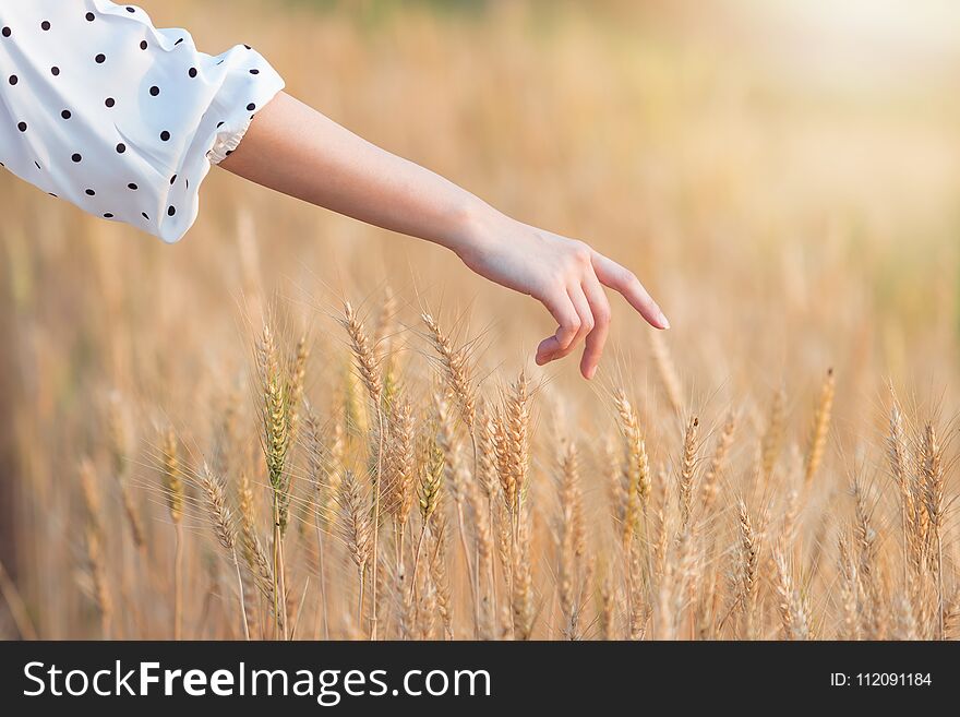 Woman hand touching barley in summer at sunset time.
