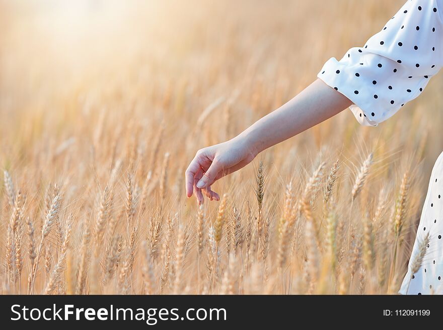 Woman hand touching barley in summer at sunset time