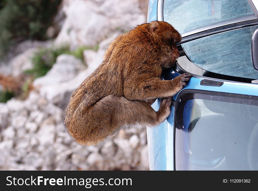 Barbary Ape attempts to break in to acar in Gibraltar on the Rock. Barbary Ape attempts to break in to acar in Gibraltar on the Rock