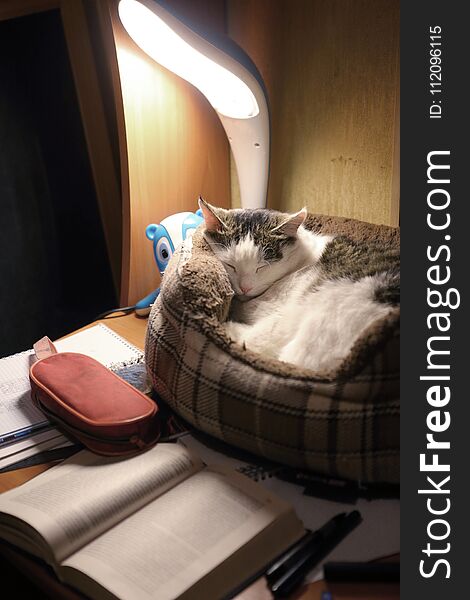 School kid desk with lamp opened book and cat in catbed