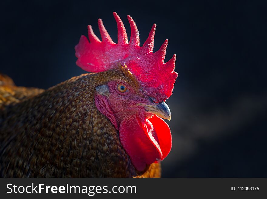 Rooster on a black background.