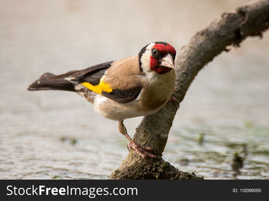 A Goldfinch Carduelis carduelis sits over water on a stick