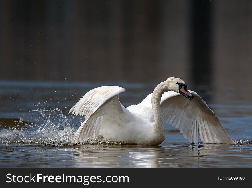 Mute swan, Cygnus olor, single bird frolics in the water.