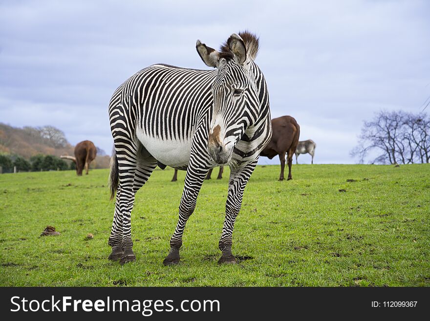 Zebra With Strips In Safart Park