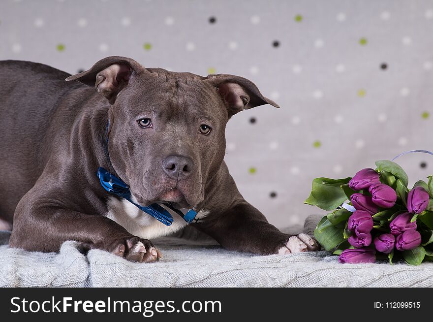 Staffordshire terrier potrait at studio lying with purple tulips bouquet