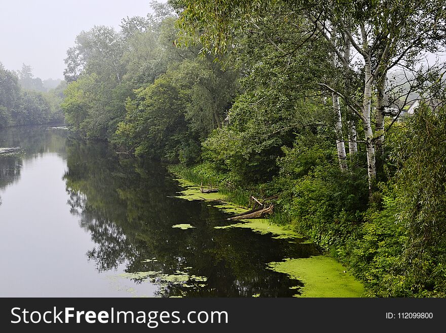 Green birch trees along a river reflected in water. Foggy rainy weather. Fresh colors in traditional nature landscape in Ukraine. Green birch trees along a river reflected in water. Foggy rainy weather. Fresh colors in traditional nature landscape in Ukraine.