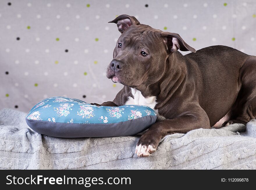 Staffordshire terrier potrait at studio having rest on comfortable blue pillow