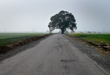 Lonely Tree In The Middle Of The Road Stock Photos