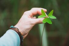 Man Hand Holding An Exotic Green Clover Leave. Green Blurred Background Royalty Free Stock Photography