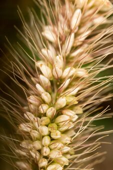 Grass Seed In The Ear. Macro Royalty Free Stock Images