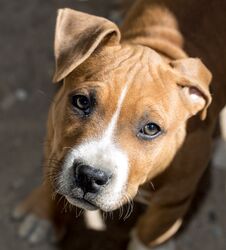 Portrait Redhead Pit Bull Dog Stock Image