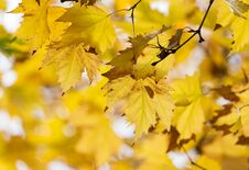 The Leaves On The Tree In Nature In Autumn Royalty Free Stock Images
