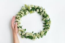 Woman Hand Holding Flowering Spirea Arguta Brides Plant Wreath On White Table. Flat Lay, Top View Royalty Free Stock Photos Woman Hand Holding Flowering Spirea Arguta Brides Plant Wreath On White Table. Flat Lay, Top View Royalty Free Stock Photos