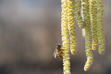 Bee Collects Pollen On Hazel Royalty Free Stock Image
