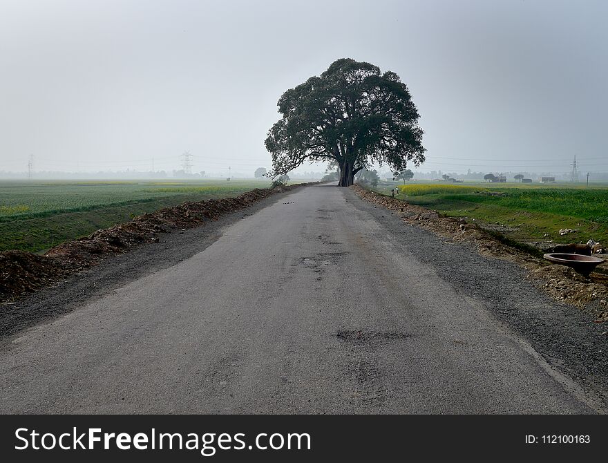 Lonely tree in the middle of the road, dark and desolate landscape