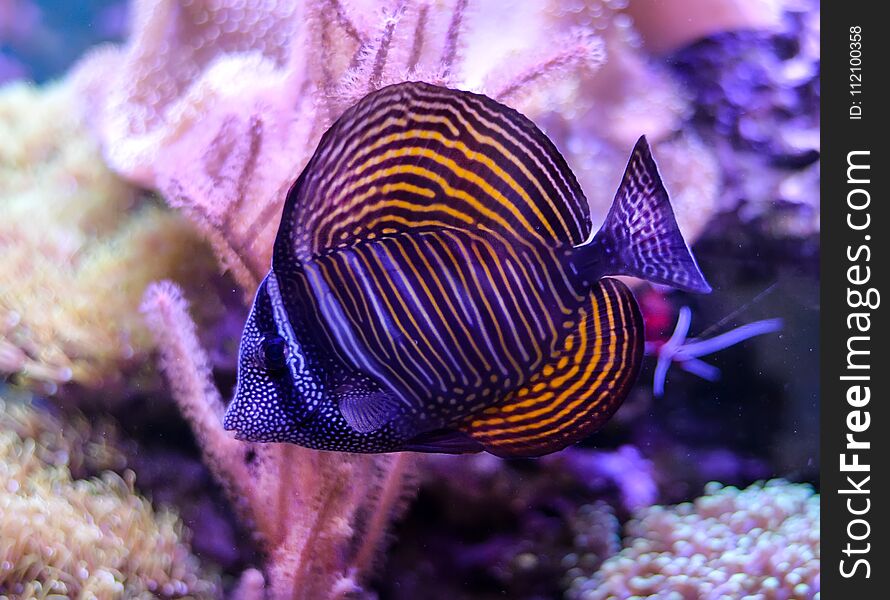 Tank filled with water for keeping live underwater animals. Zoanthus. Zebrasoma. Tank filled with water for keeping live underwater animals. Zoanthus. Zebrasoma.