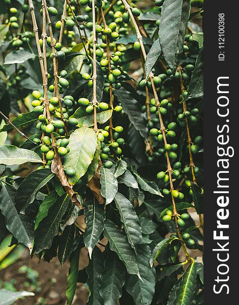 Cultivated local coffe plantage. Branch with green coffee beans and foliage. Santo Antao Island, Cape Verde. Vertical shot