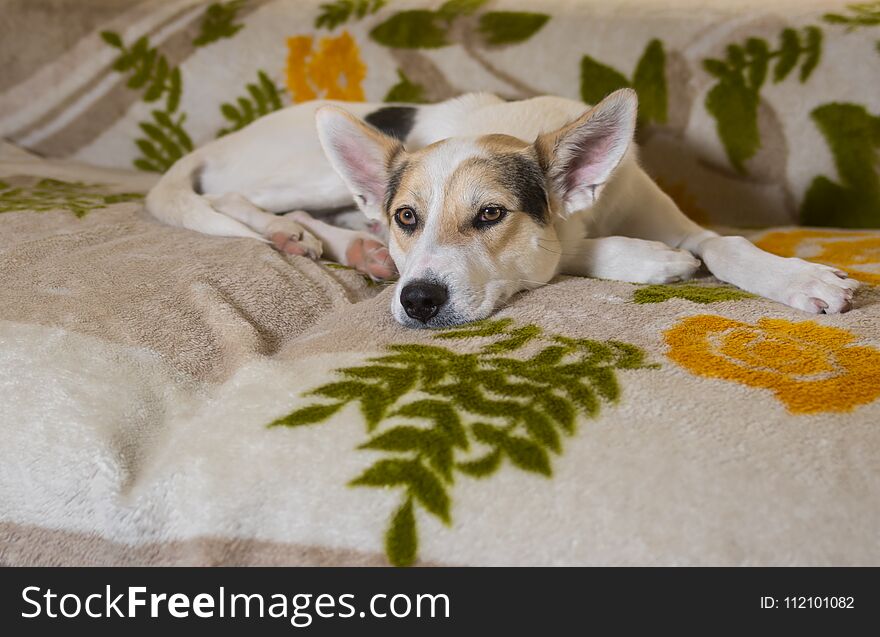Sad cross-breed of hunting and northern dog lying on a sofa