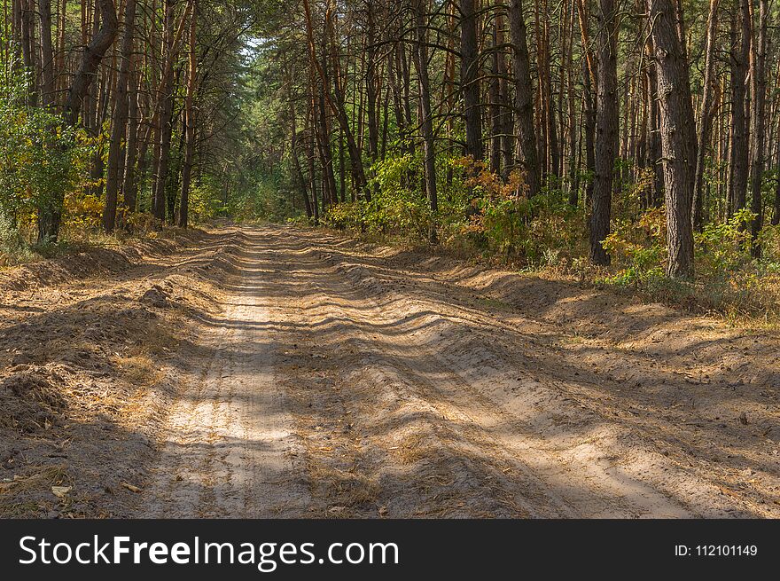 Summer landscape with an empty sandy road in pine forest