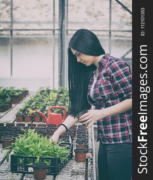 Young female farmer transplanting sprouts in greenhouse. Young female farmer transplanting sprouts in greenhouse