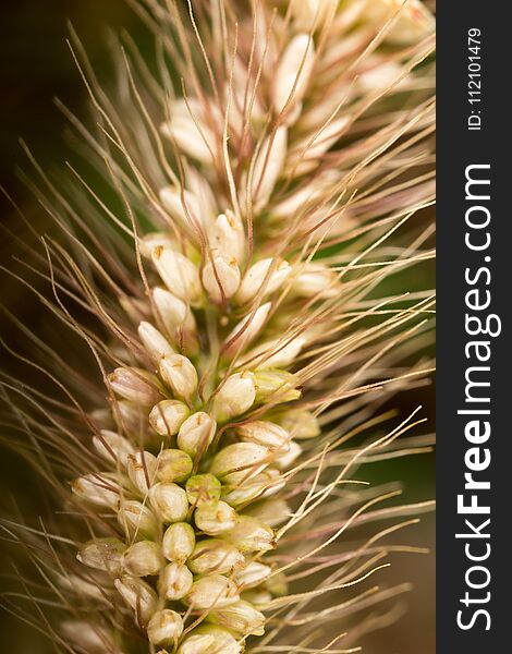 Grass Seed In The Ear. Macro