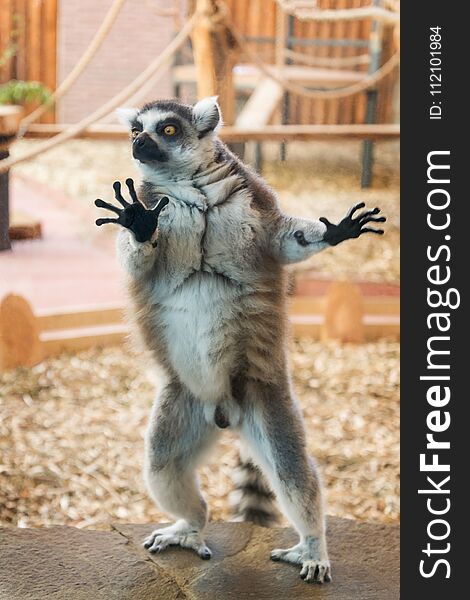 One Tailed Lemur On Stone Plate