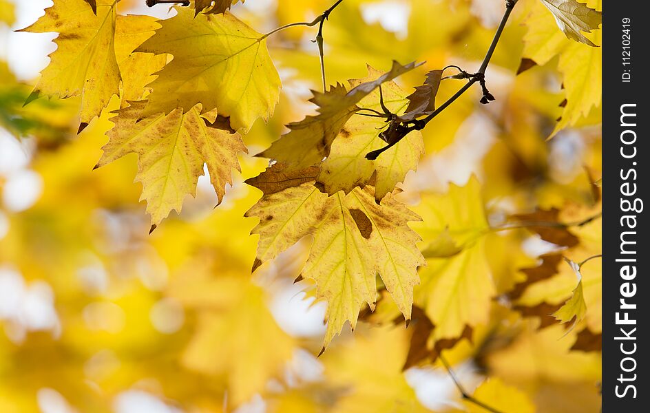 The Leaves On The Tree In Nature In Autumn