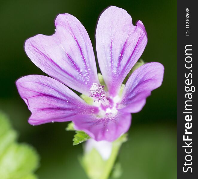 Beautiful Purple Flower In Nature