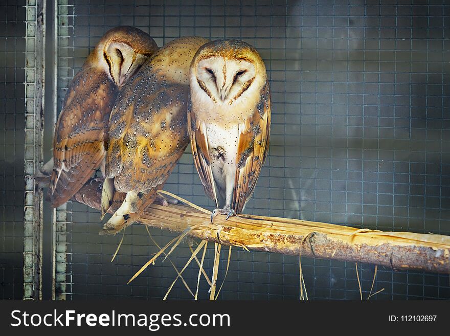 Three melancholy brown Owls in a row. Three melancholy brown Owls in a row