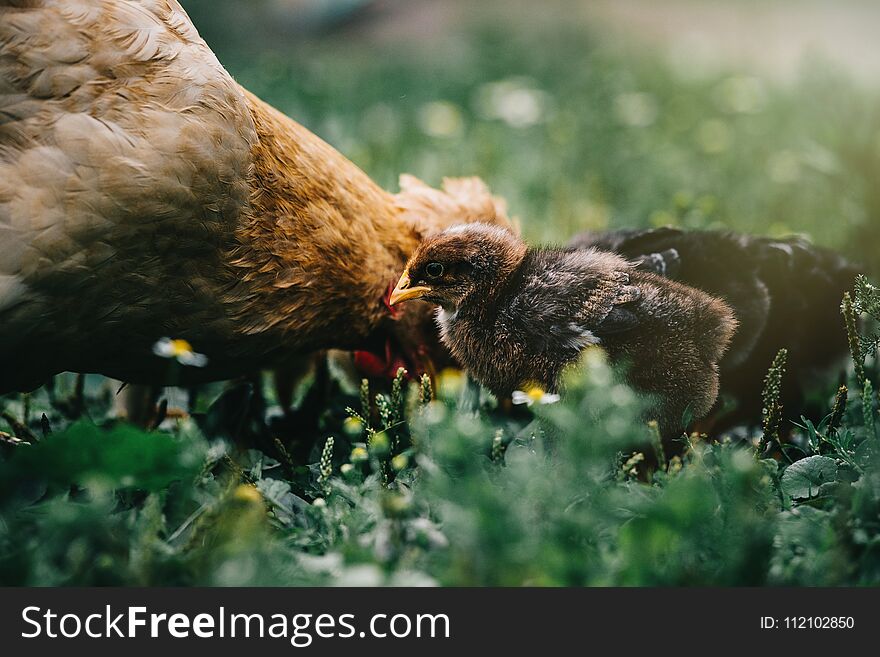 Baby chicken in poultry farm. Baby chicken in poultry farm.