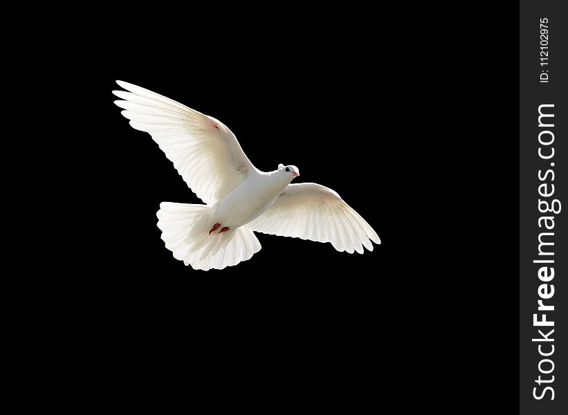 White Dove On A Black Background