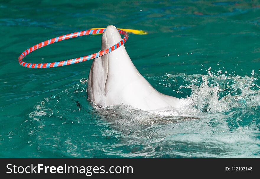 Dolphin in the pool . In the park in nature