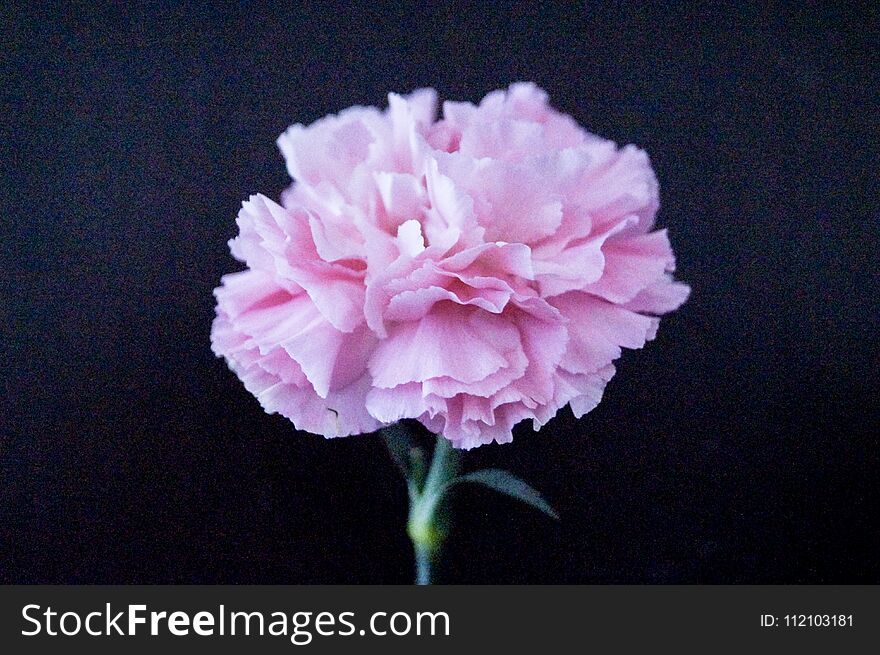 One pink carnation flower isolated on black background so beautiful.