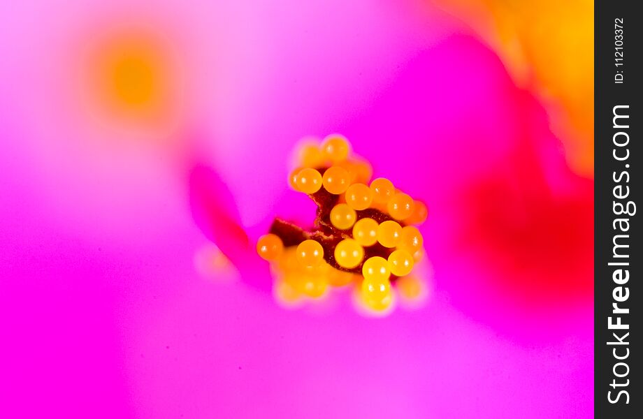 Pollen in flower. macro . In the park in nature