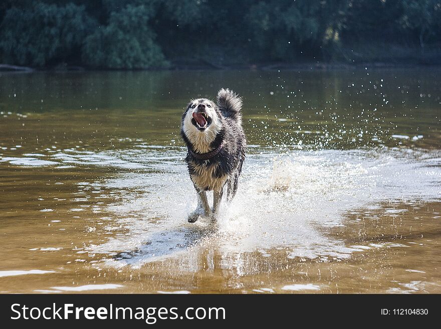 Siberian husky like to shake right in the water. Siberian husky like to shake right in the water